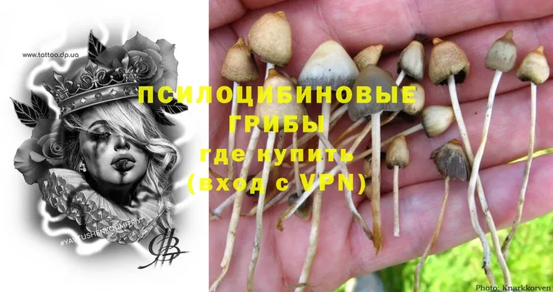 hydra ссылка  Багратионовск  Галлюциногенные грибы Cubensis 